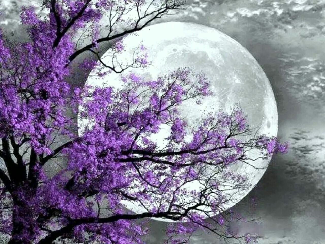 Black and white purple tree moon wall