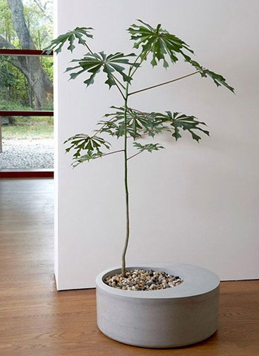 Extra large Indoor Planters for Trees - Foter