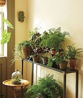  Indoor  Plant  Table  Foter