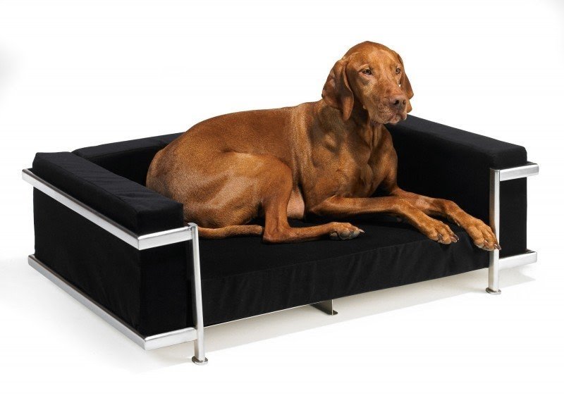 Pet Couch Bed - Ideas on Foter