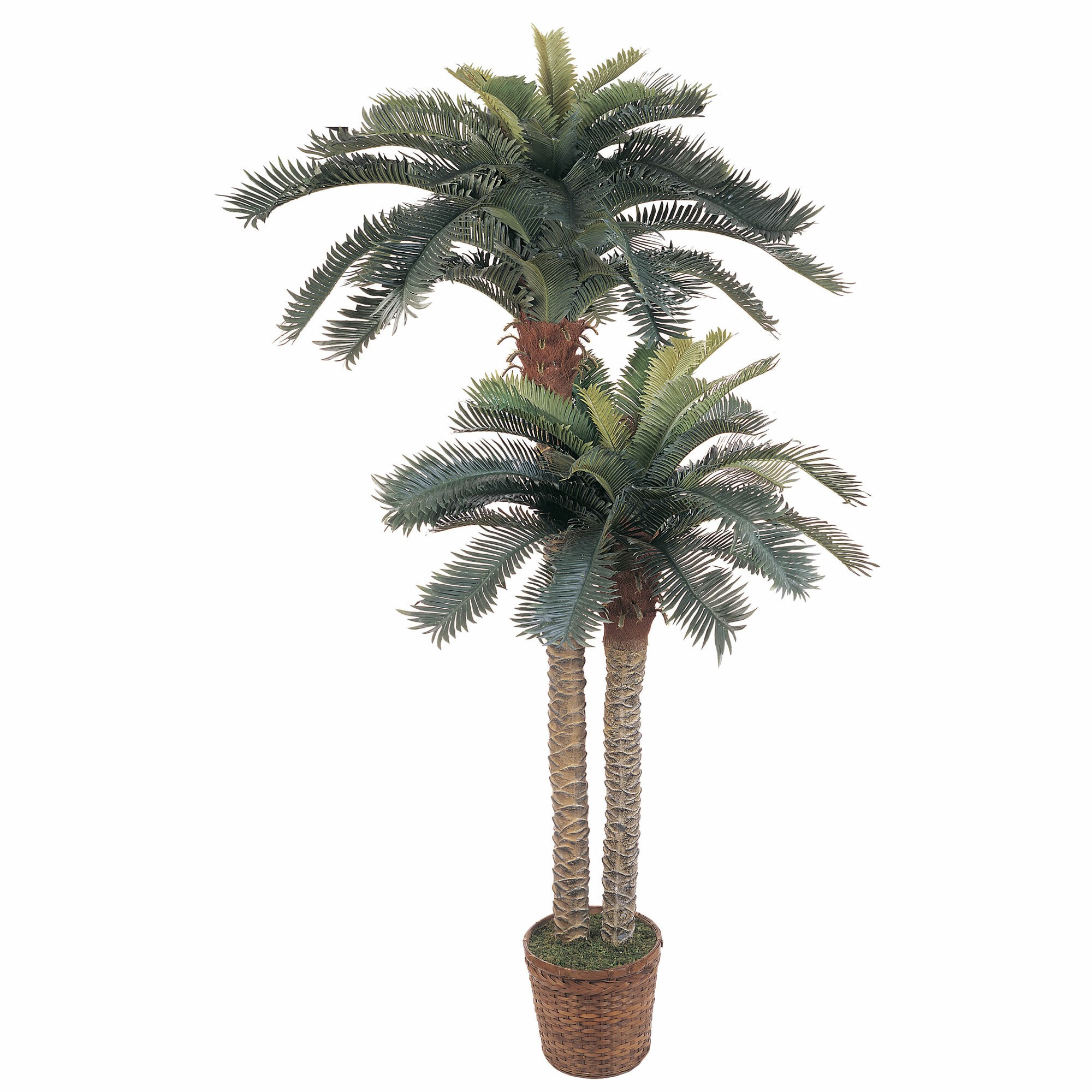 Sago Palm Double Potted Tree in Basket