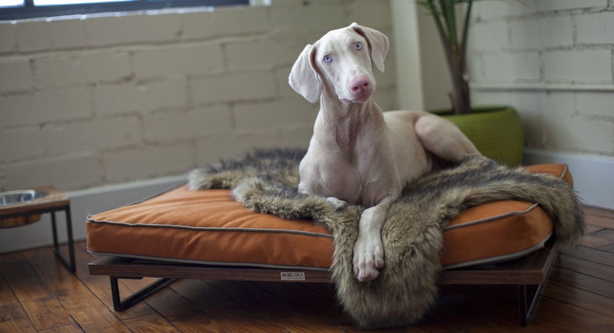 Designer dog beds for large dogs 13
