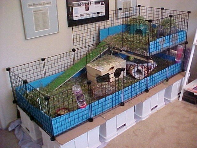 discount rat cages