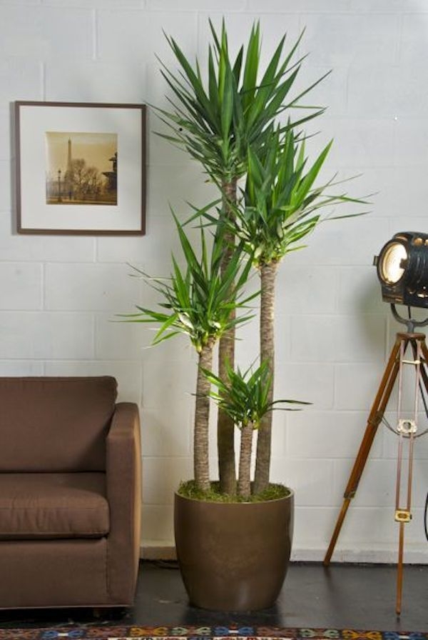 Large Indoor Plant Pots - Foter