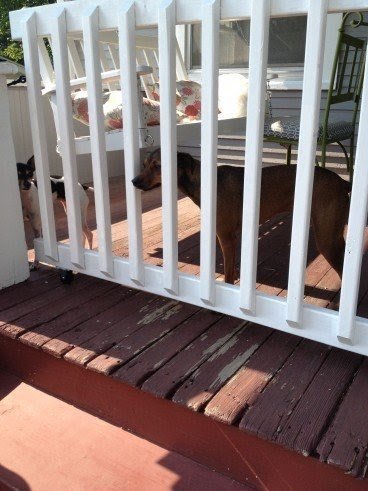 Porch gate for dogs