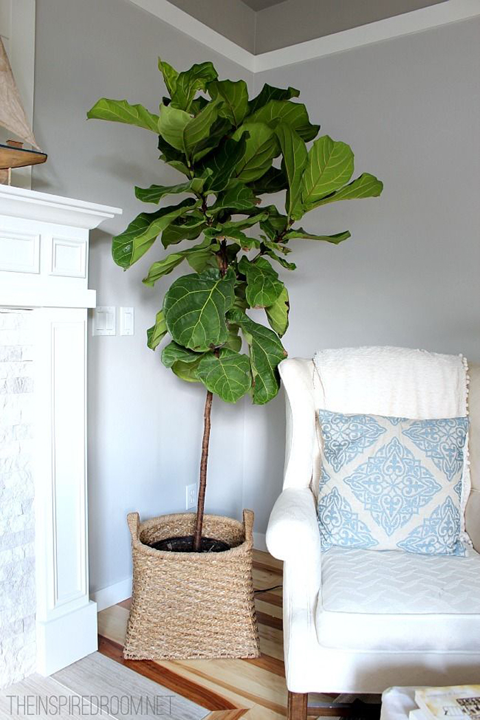 Extra large Indoor Planters for Trees - Foter