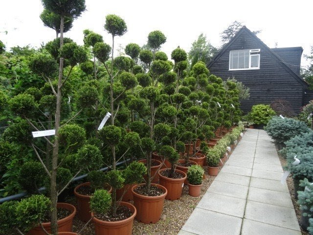 Live topiary trees for sale