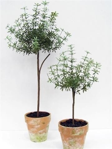 Topiary trees for sale 2