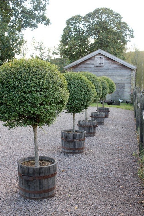 Boxwood topiary trees 3