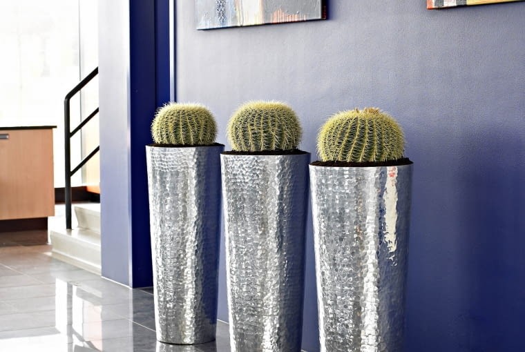 Barrel cactus in sets of 3 tall planters