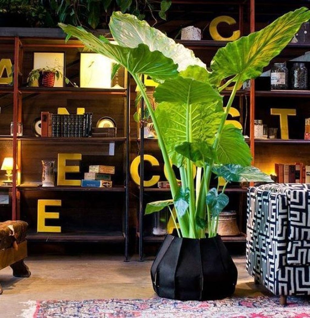 Large Indoor Plant Pots - Foter