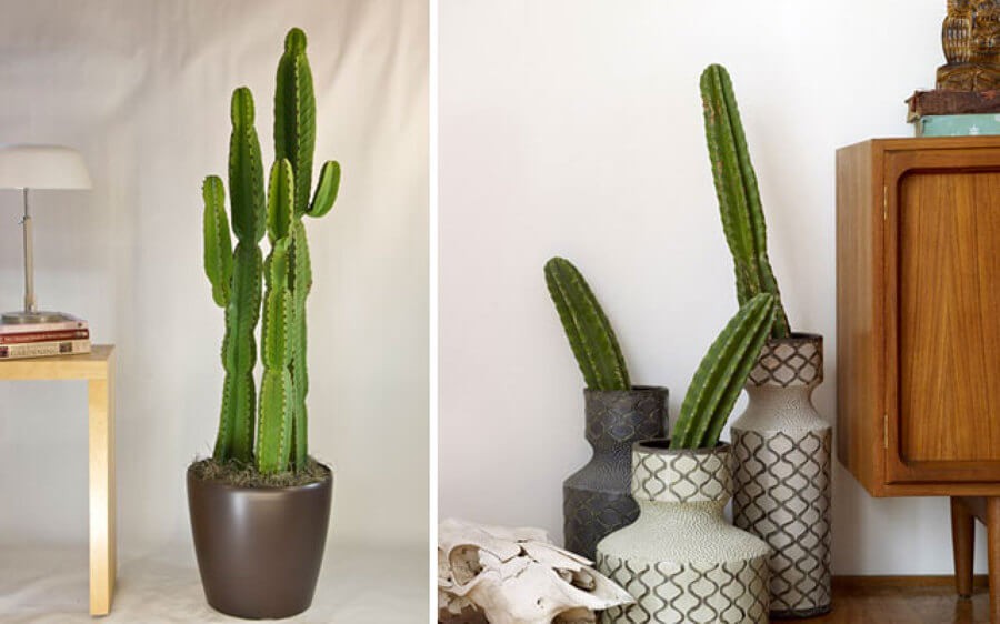 Living Room Large Indoor Plant Pots