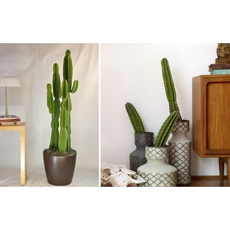 Large Indoor Plant Pots - Foter