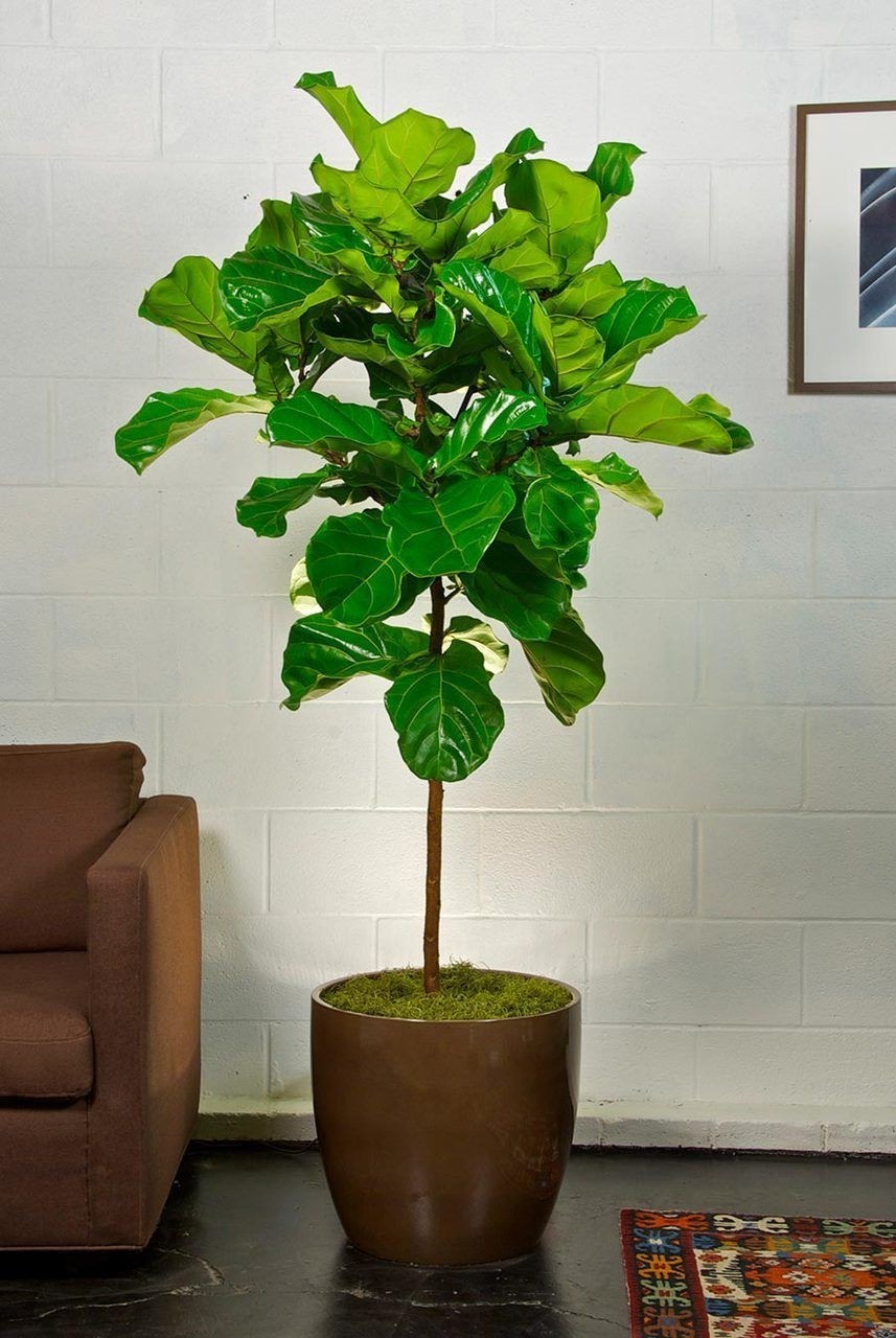 https://foter.com/photos/268/tall-indoor-planters.jpg