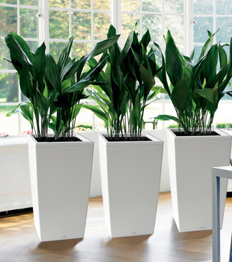 Tall plant pots for indoor plants