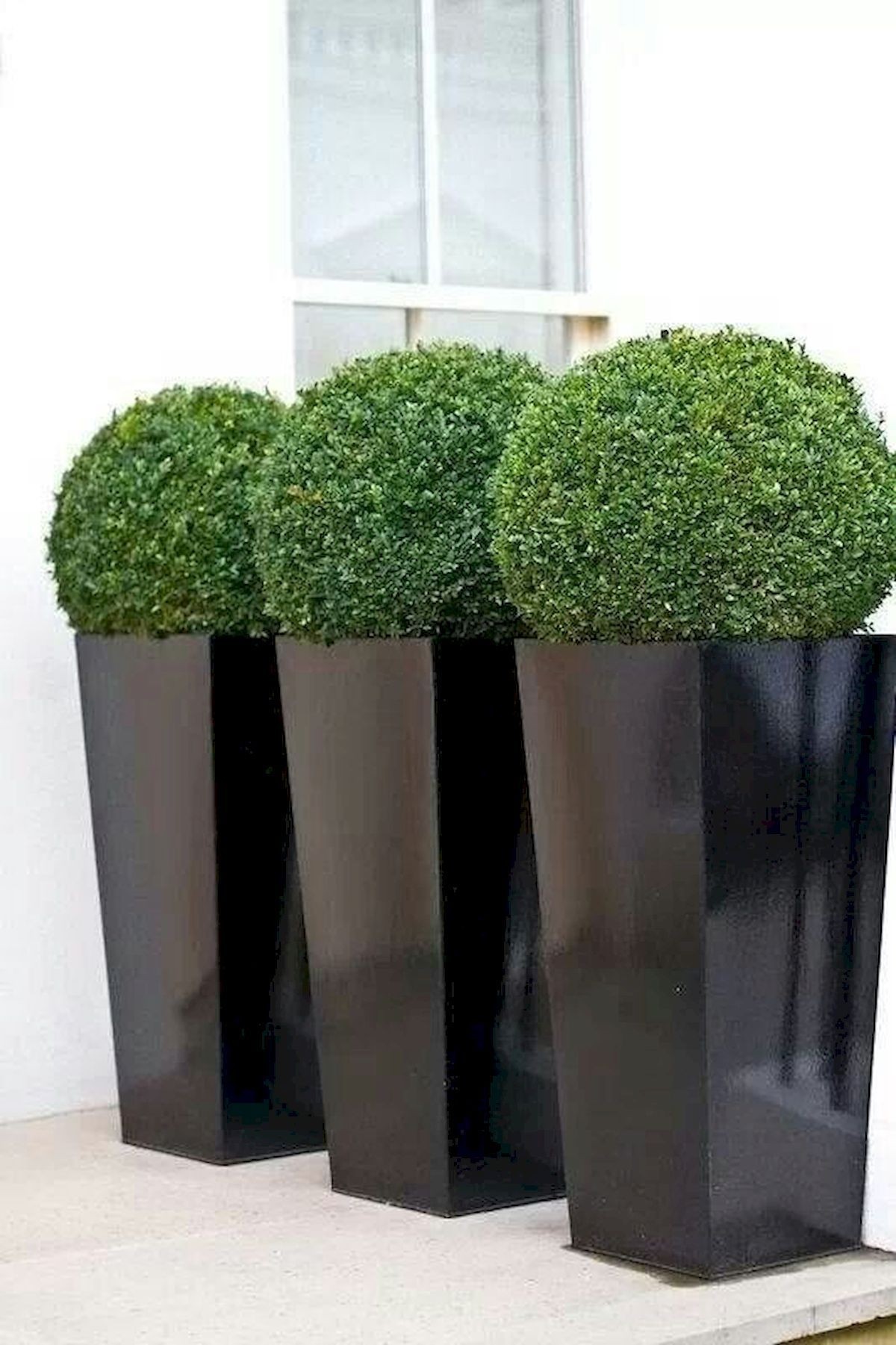 Boxwood ball topiary 1
