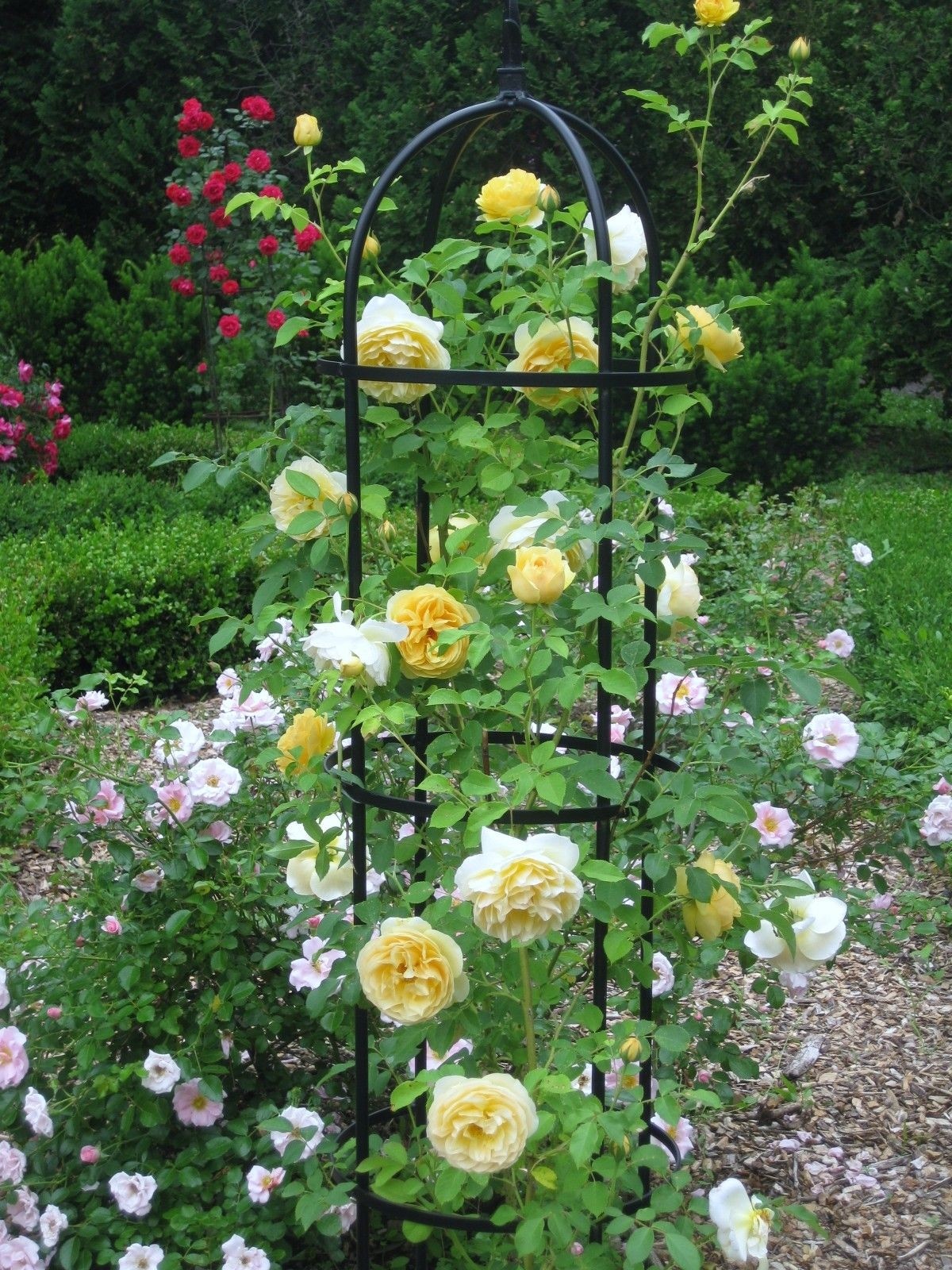 Garden Obelisk Trellis - Ideas on Foter