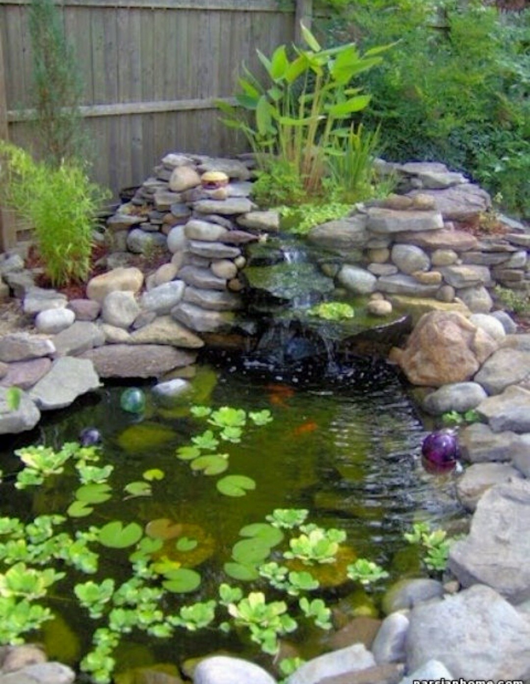 Would love to have a water garden someday but chief