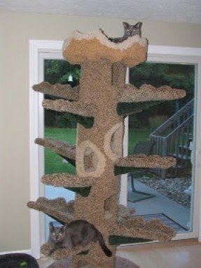 instal Cat Condo