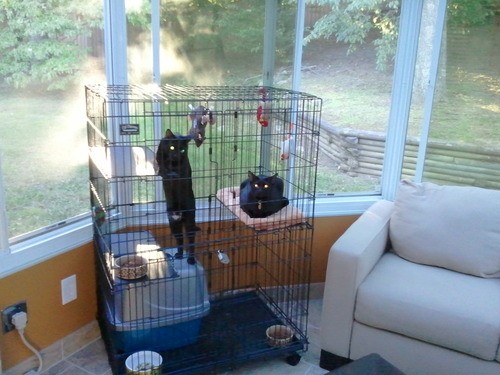 Playpen for cats 15
