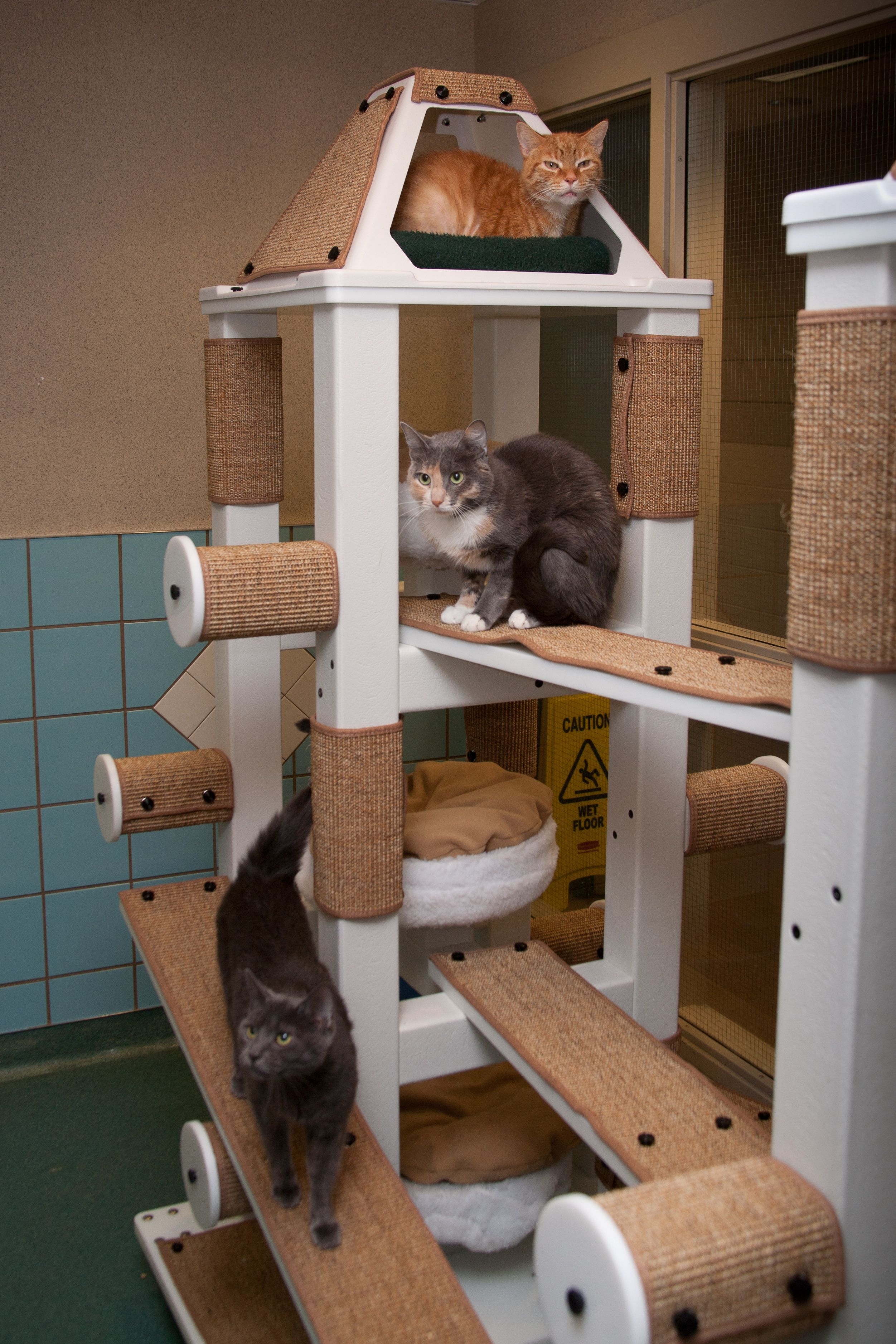 Very large cheap cat tree