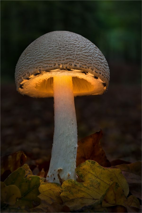 mushroom lamp shades