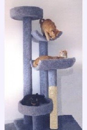 Cat Condo for ios instal