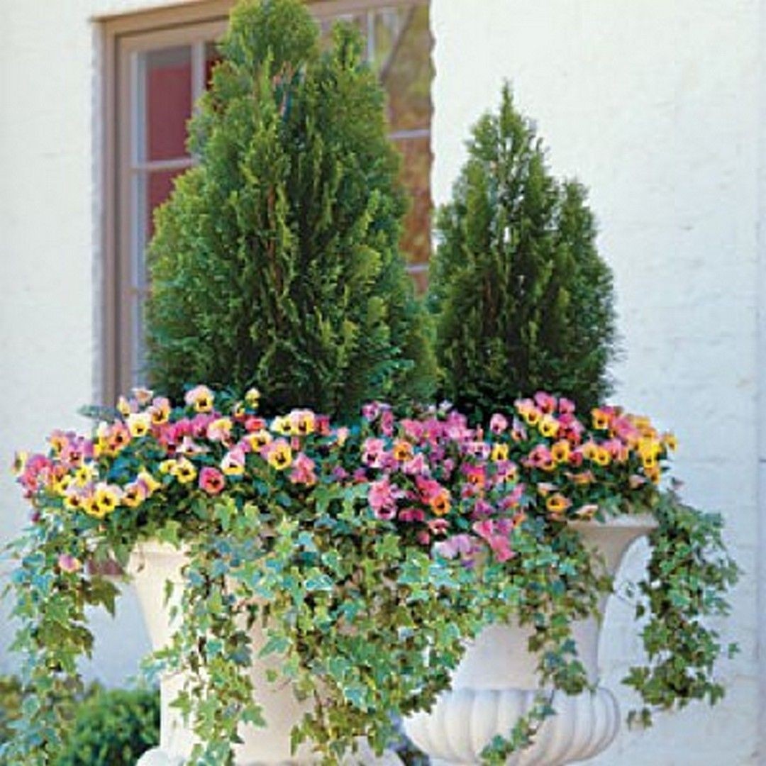 Front door topiary