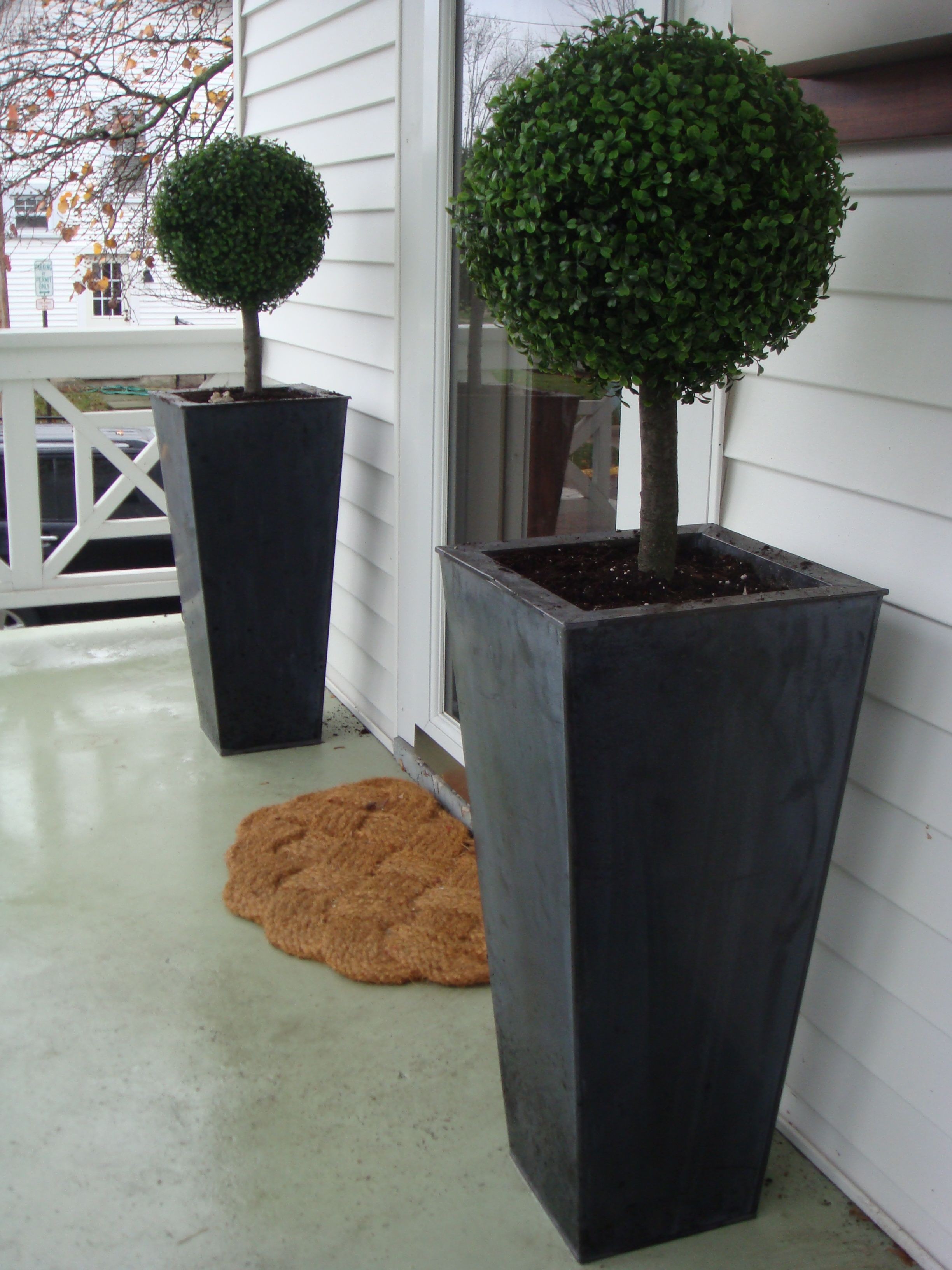 Topiaries for front porch 2