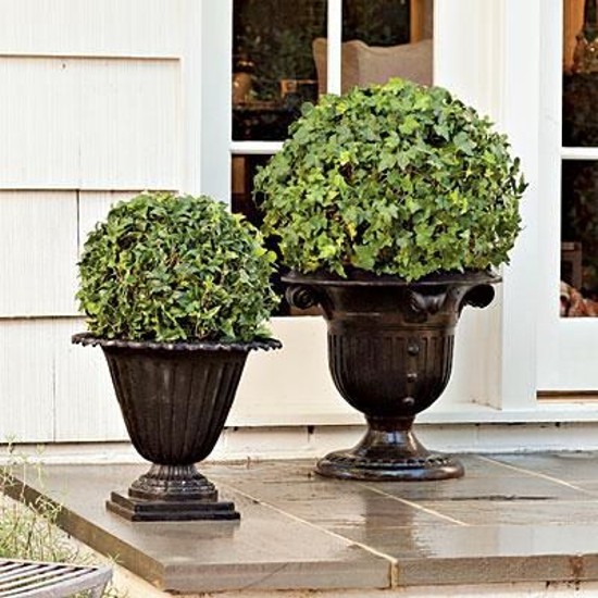 Topiaries for front porch 5
