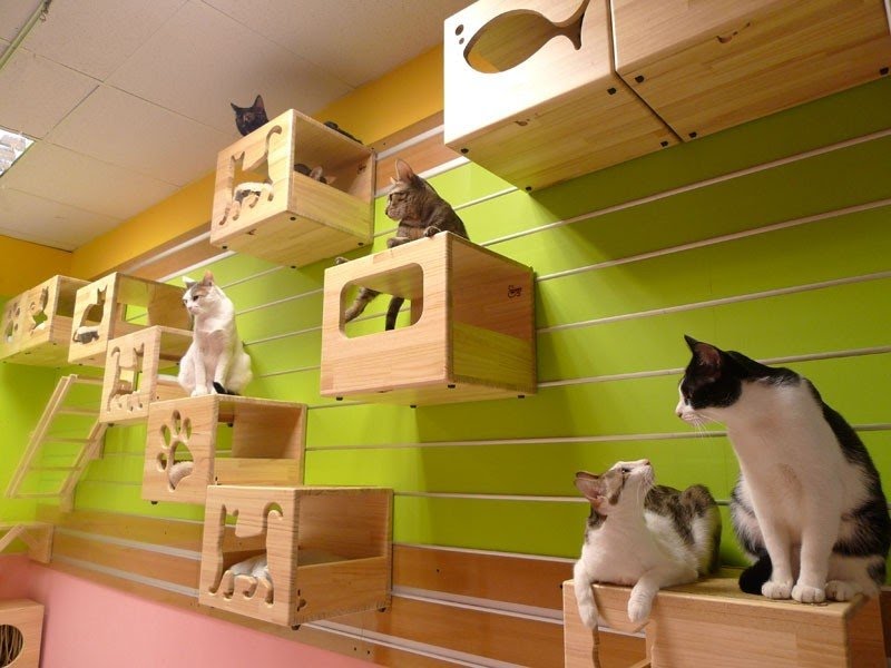 Cat crates for home
