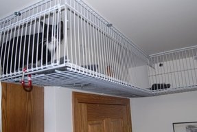 Indoor Cat Cages Enclosures for 2020 - Ideas on Foter