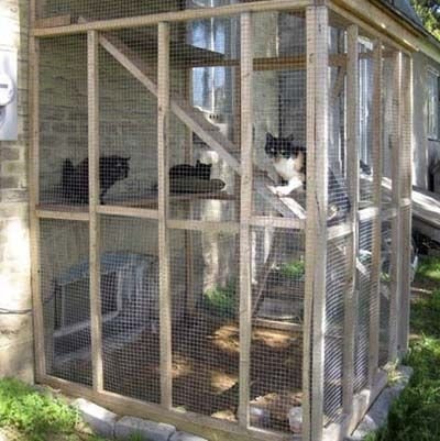 Large cat cage