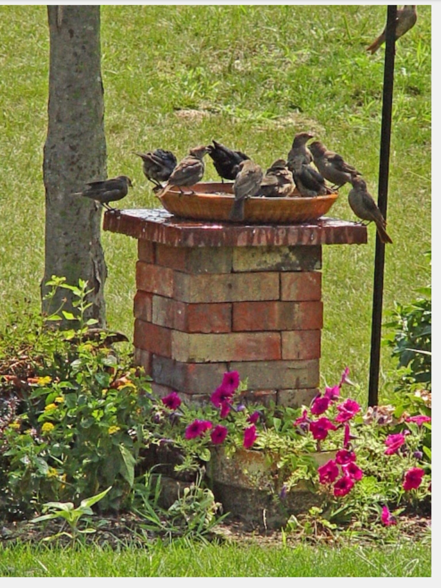 Stone Bird Bath Colors Invite Birds to Your Garden