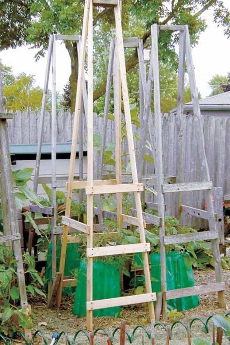 Woodys folding tomato cages anyone can build these simple sturdy