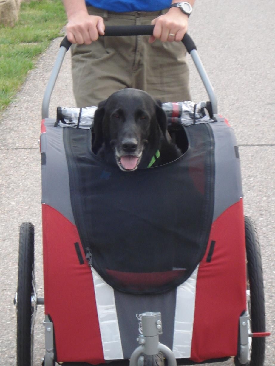 large dog prams for sale