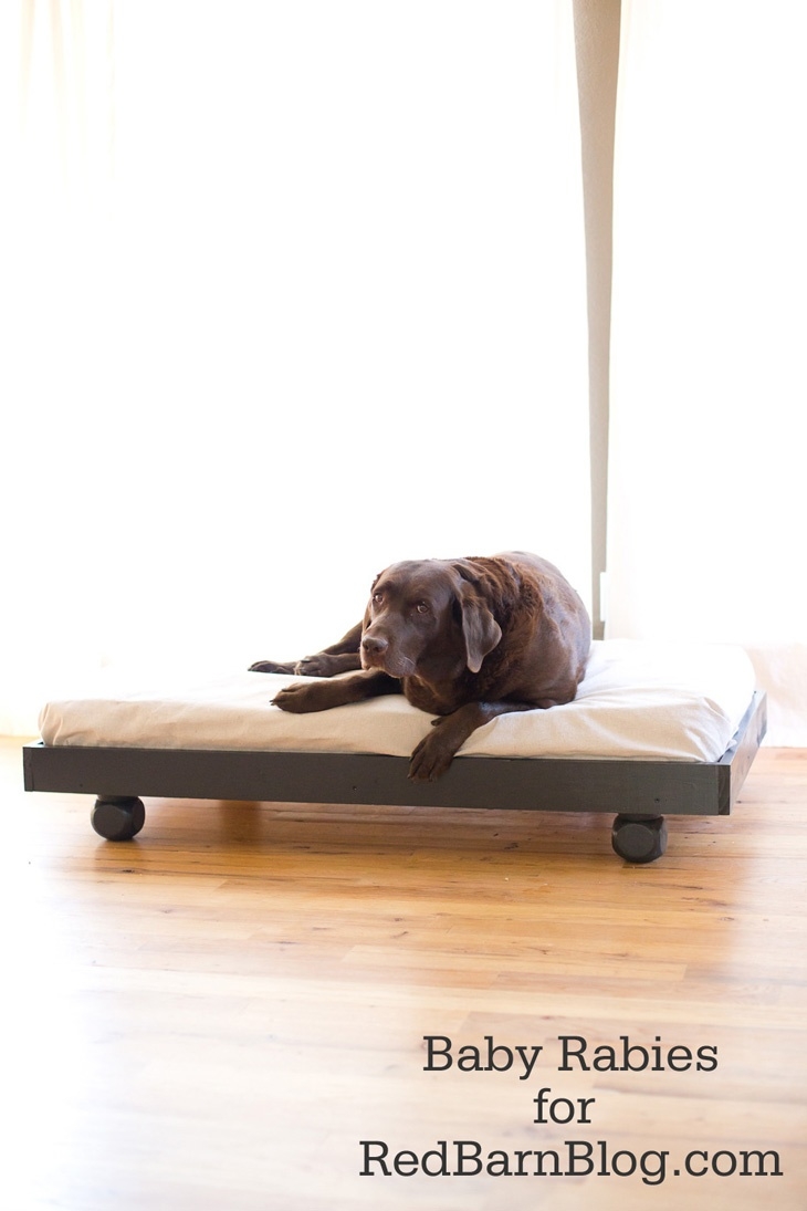 Dog Bed Frame - Ideas on Foter