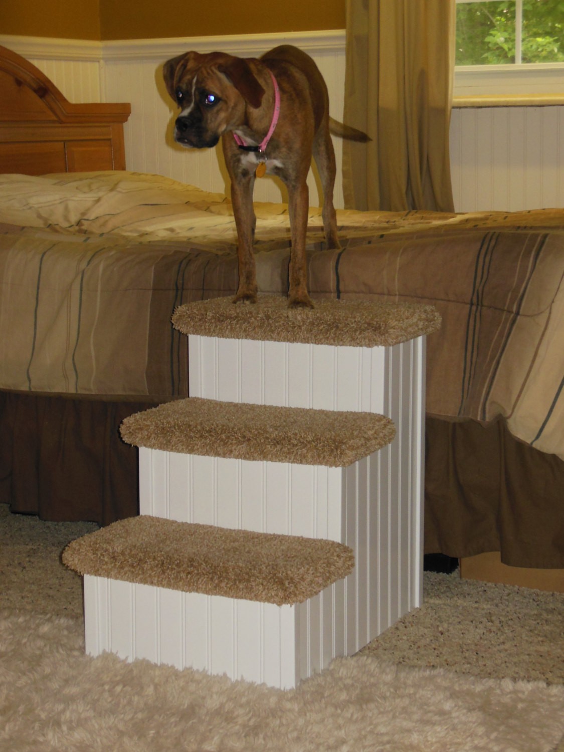 Steps for store large breed dogs