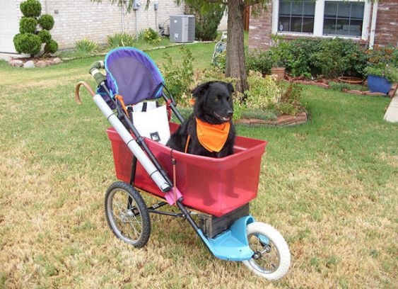 ebay used dog strollers