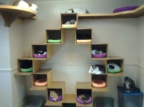 Buy Cat Tree Ideas On Foter