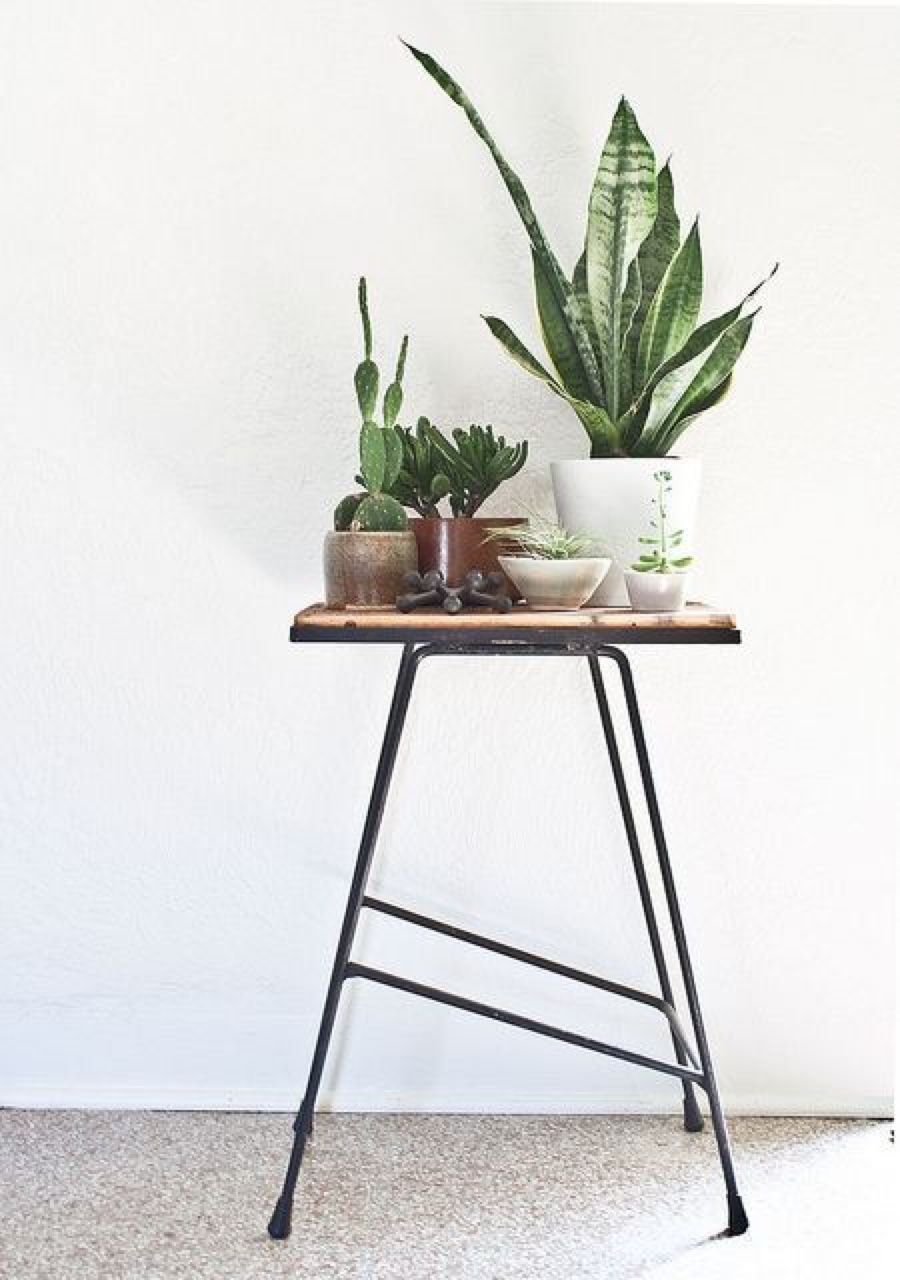 large plant stand indoor