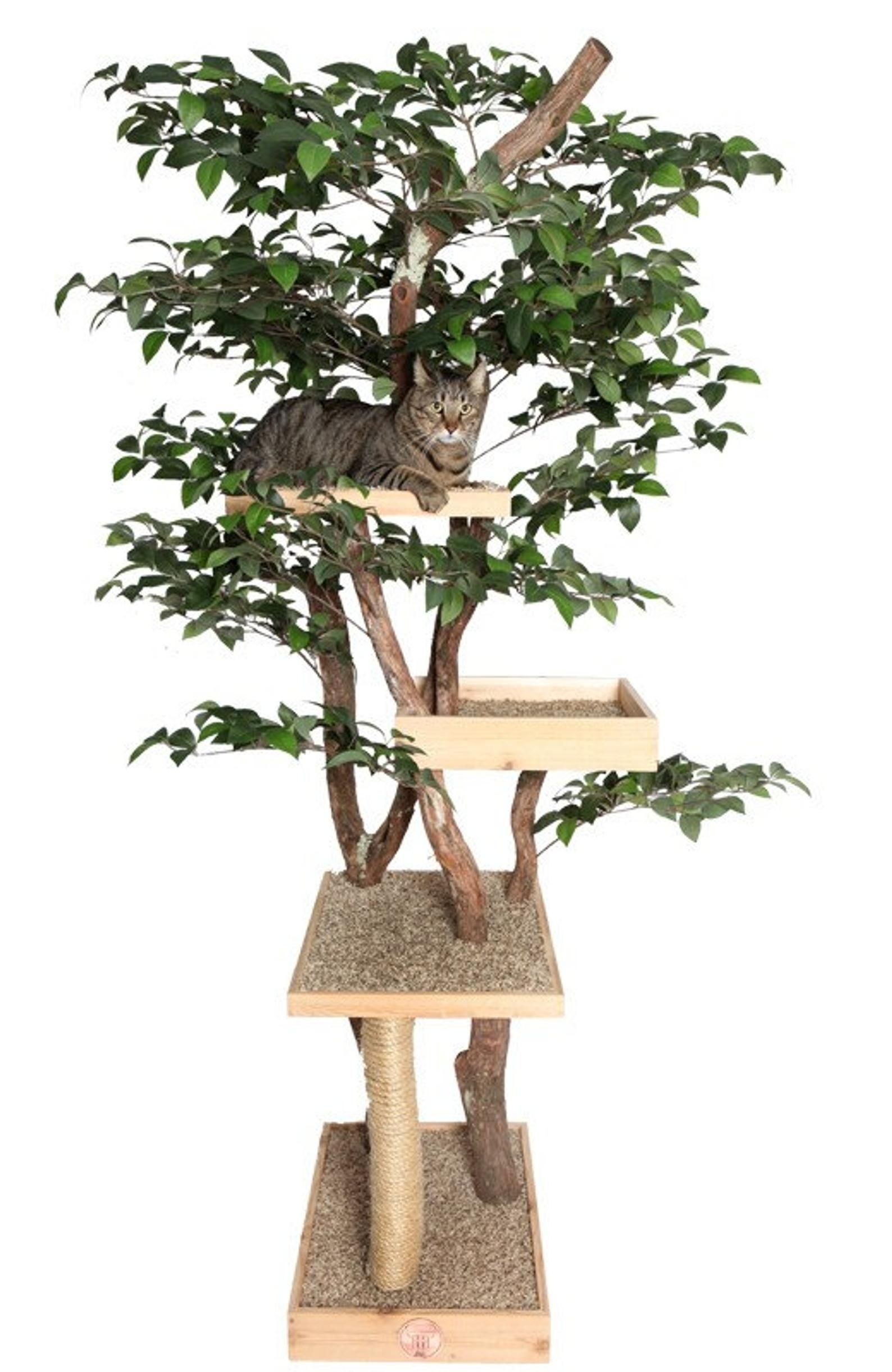 Sycamore cat pet tree house