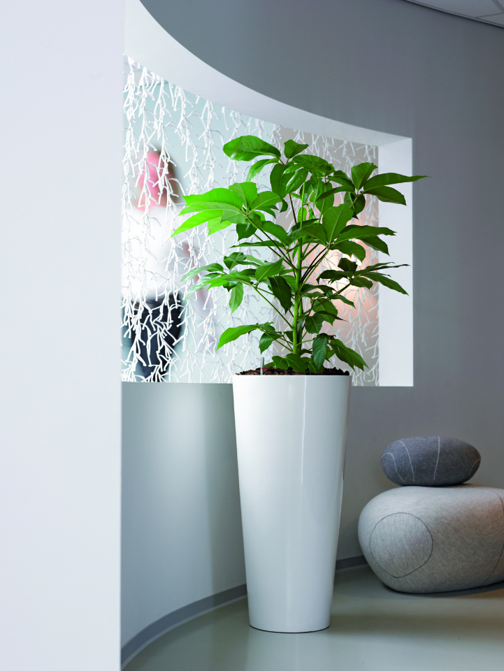 Tall white urn luwasa indoor plant hire melbourne