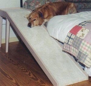 dog ramp for big dogs