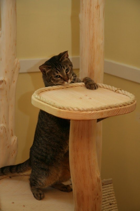 Outdoor cat tree unfinished cedar deals eco friendly