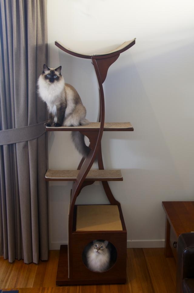 Lotus cat tower and ragdoll cats in australia