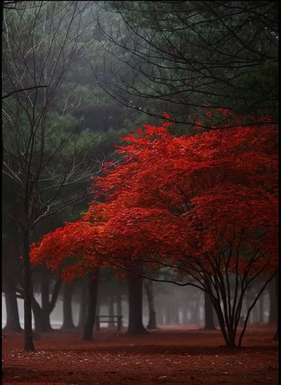 Red tree by nayein