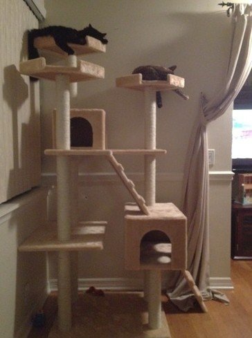 Cat Condo for iphone instal