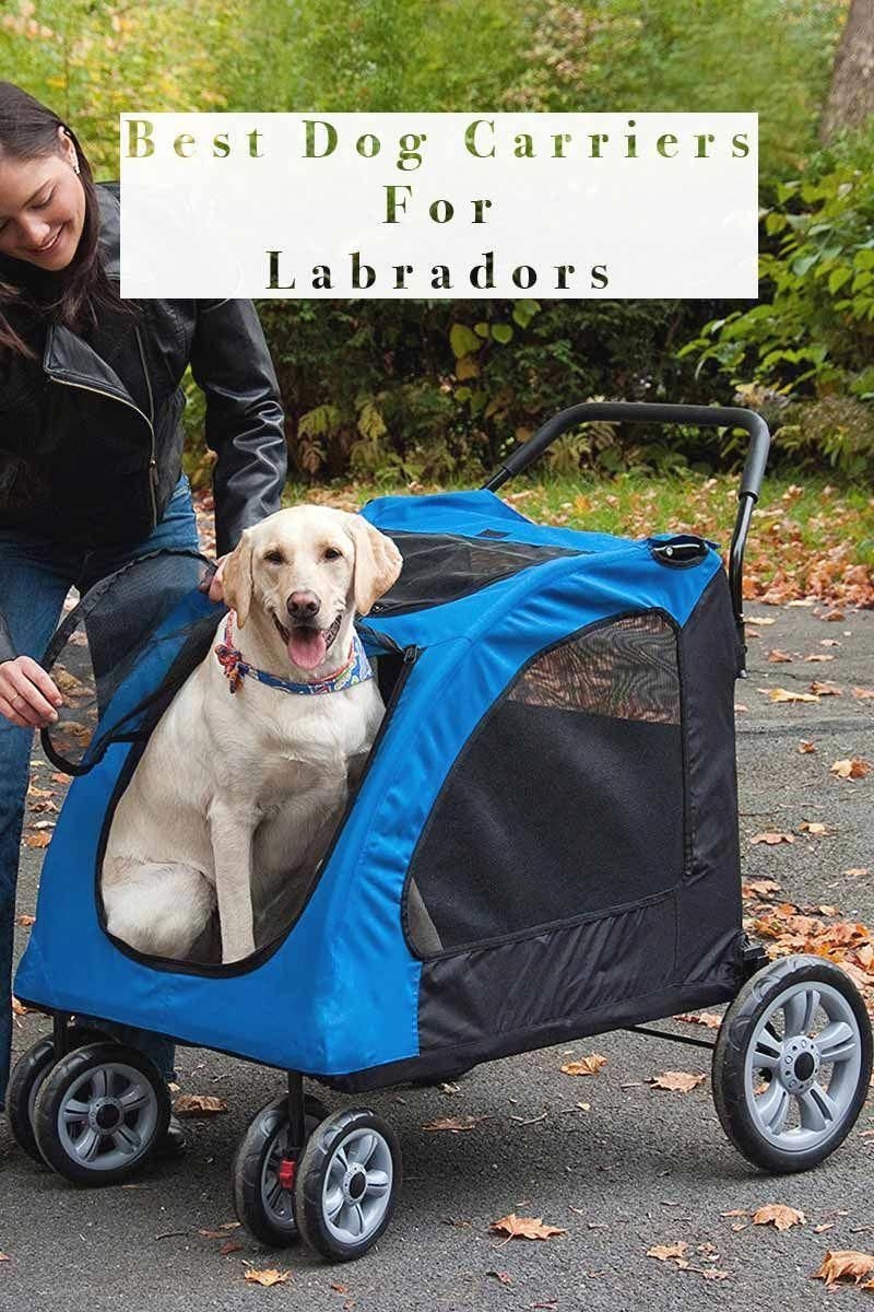 large dog buggy