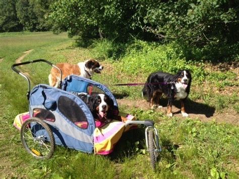 large breed dog stroller